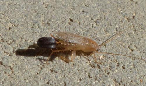 Réf. 240 283 : Planuncus vinzi